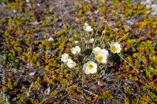Grønlandsk Fjeldsimmer (Dryas integrifolia) on Disko Island, Greenland