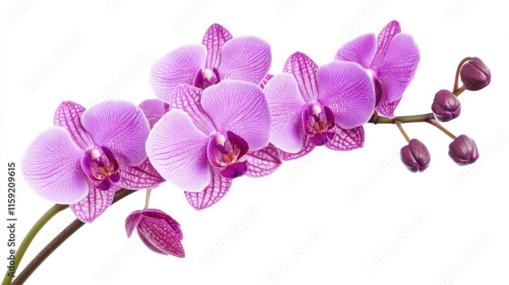 Fototapeta premium Detailed shot of a cluster of purple orchid flowers with intricate patterns, isolated white background, minimalistic composition