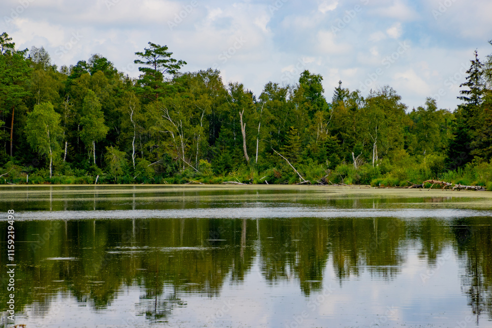 Tranquil Forest Lake with Calm Water Reflecting Green Trees and Blue Sky Tranquil Forest Lake with Calm Water Reflecting Green Trees and Blue Sky