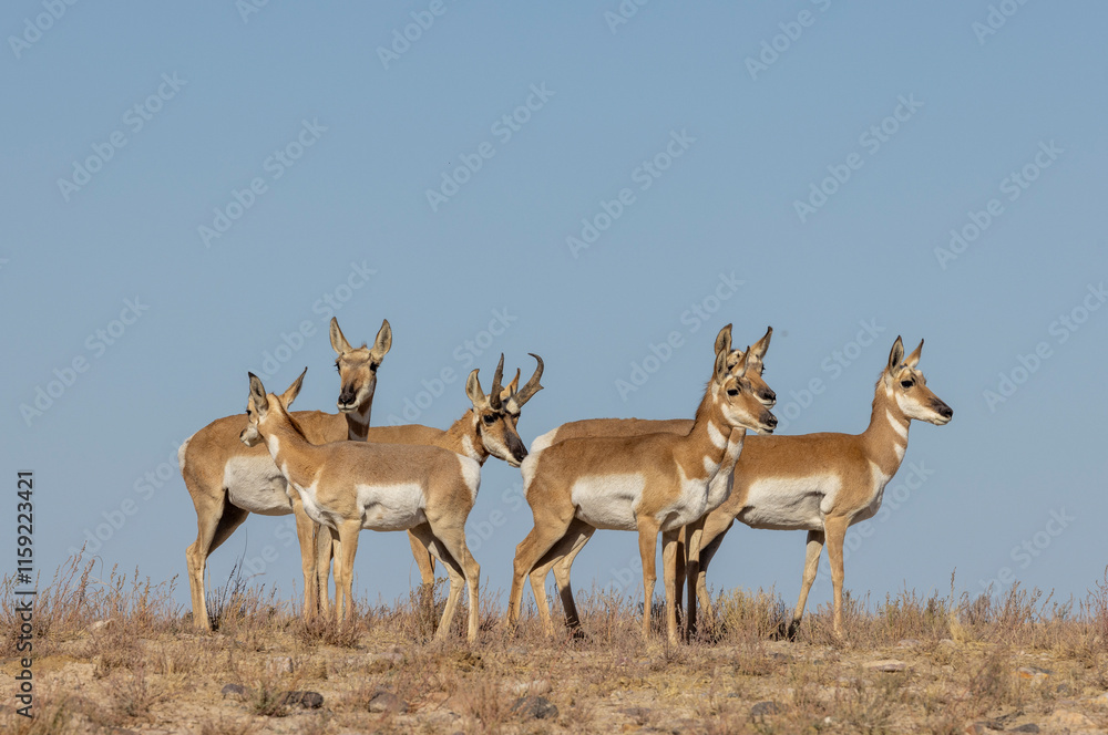 Buck and Doe Proinghorn Antelope in Autumn in the Utah Desert Buck and Doe Proinghorn Antelope in Autumn in the Utah Desert