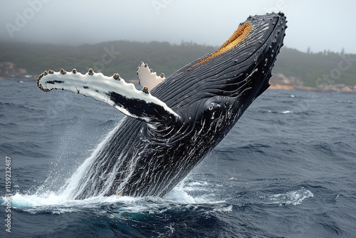 A humpback whale breaches the surface, sending water flying in all directions photo