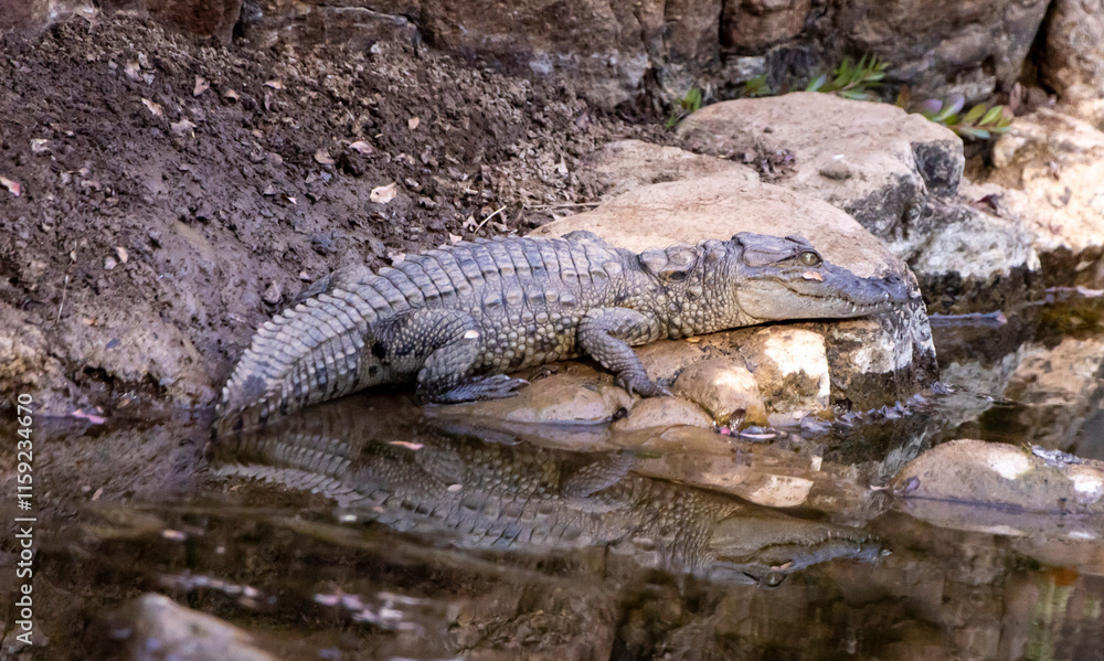 Marsh crocodile Marsh crocodile