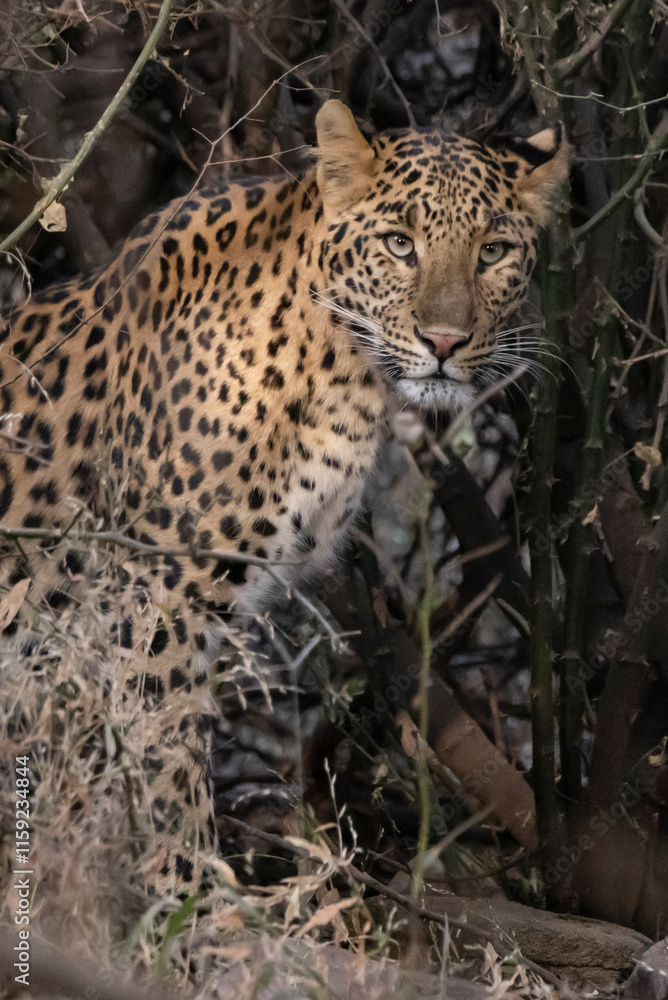 Naklejka premium Leopard in India