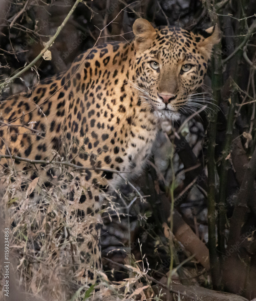 Naklejka premium Leopard in India