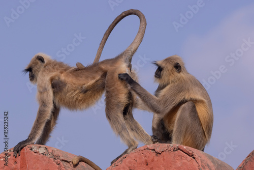 Photography Langur monkey