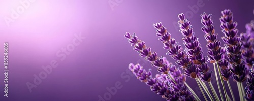 Lavender floral abstract background concept. Beautiful lavender flowers against a soft purple background in serene nature.