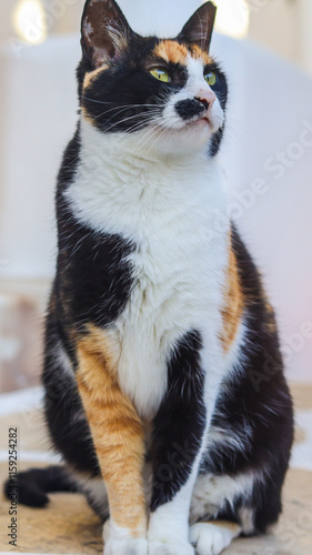 Obraz na płótnie gato branco com manchas escuras caminha pelas charmosas ruas de mykonos, grécia. cena típica das ilhas gregas, com arquitetura branca, clima mediterrâneo e atmosfera tranquila w salonie