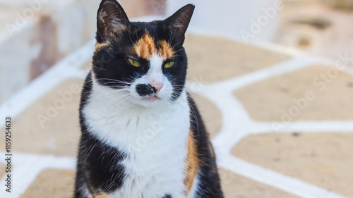 Obraz na płótnie gato branco com manchas escuras caminha pelas charmosas ruas de mykonos, grécia. cena típica das ilhas gregas, com arquitetura branca, clima mediterrâneo e atmosfera tranquila w salonie