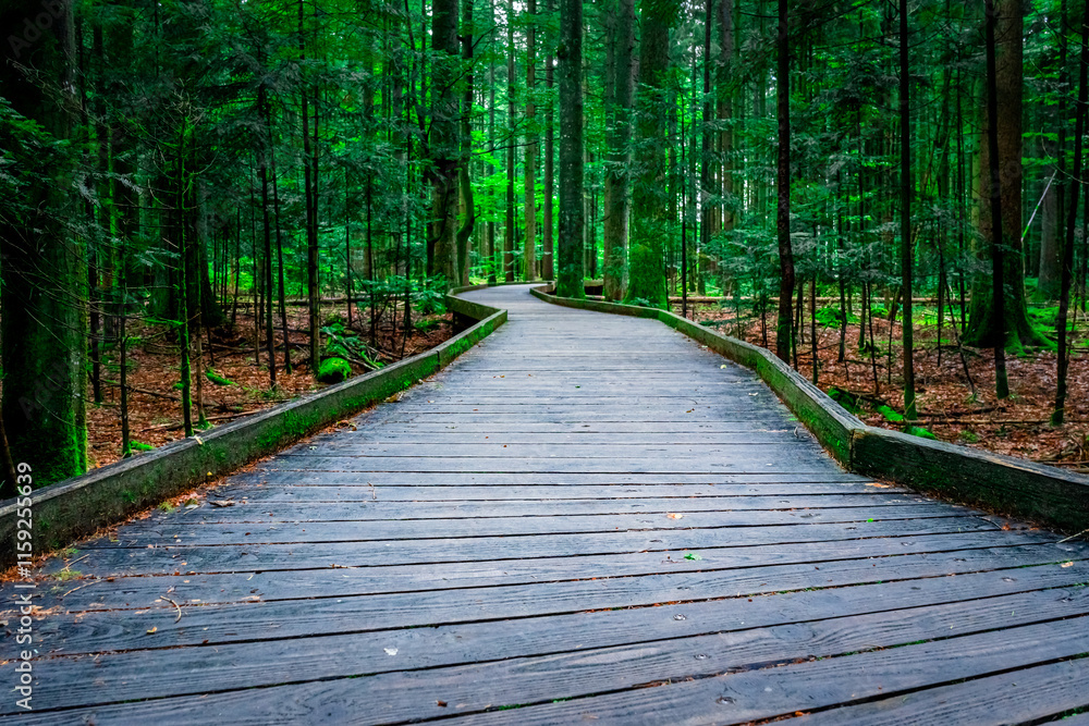Wooden Walkway through Bavarian Forest. Wooden Walkway through Bavarian Forest.