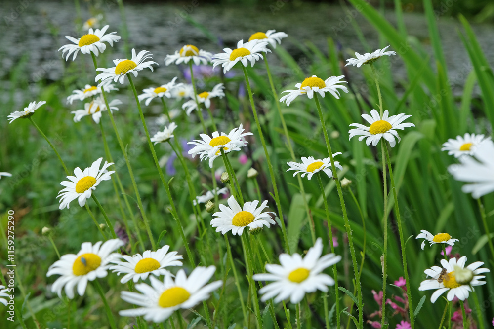 Yellow and white Chamomile daisies in flower.