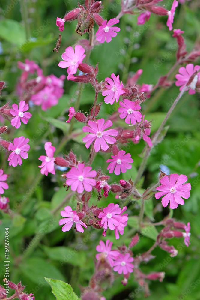 Pink Red Campion wildflower, silene dioica in flower. Pink Red Campion wildflower, silene dioica in flower.
