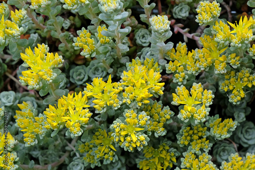 Yellow and green Sedum spathulifolium ‘Cape Blanco’, spoon leaved stonecrop in flower.