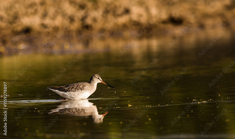 A common red shank searching for food in a pond shot beautifully with reflection A common red shank searching for food in a pond shot beautifully with reflection