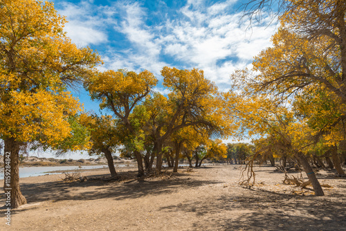 Populus euphratica forest in Ejina Banner photo