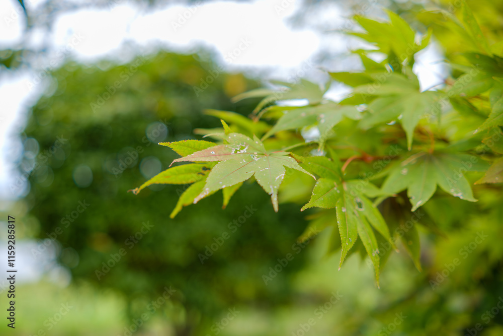 新緑のモミジの葉と自然の風景