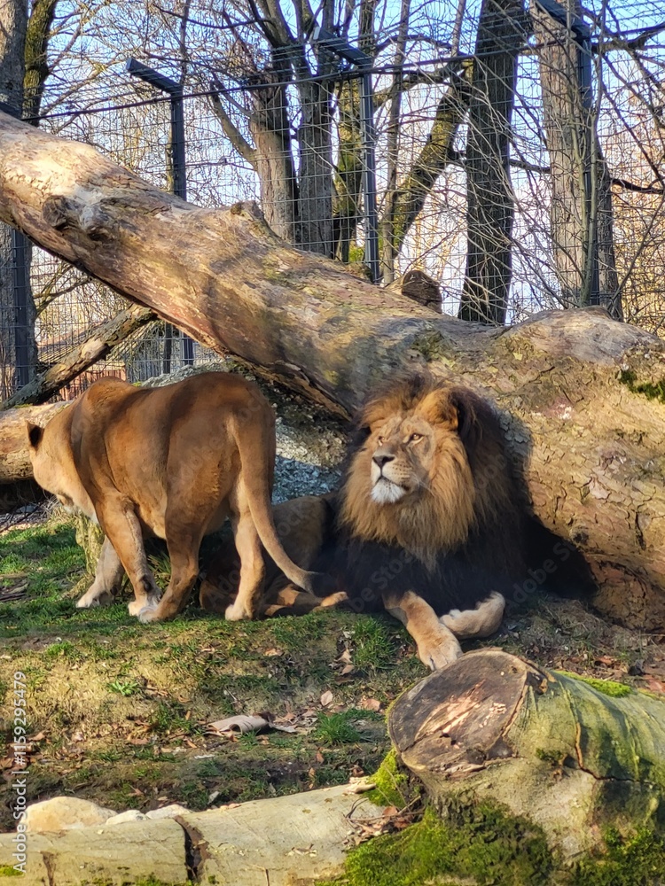 Naklejka premium lion and lioness