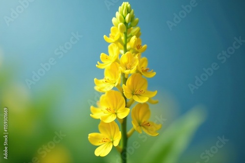 Spike inflorescence with bright yellow flowers on a single stem, yellow, racemose