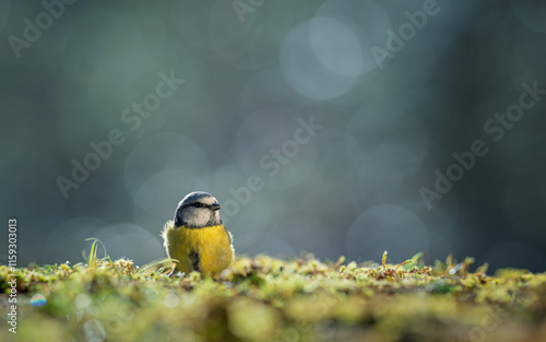 Oiseau (Mésange bleu) posée au sol. Arrière-plan flou avec faible profondeur de champ. photo