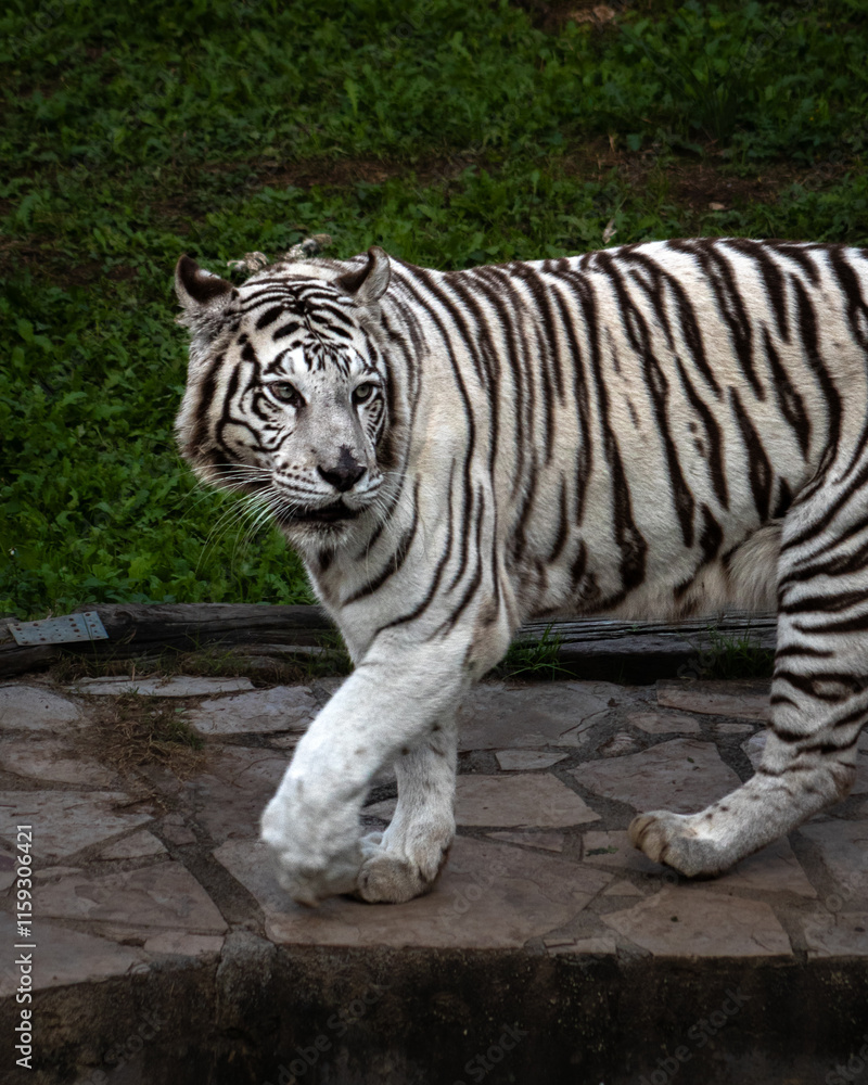 Obraz premium Visita al zoológico
