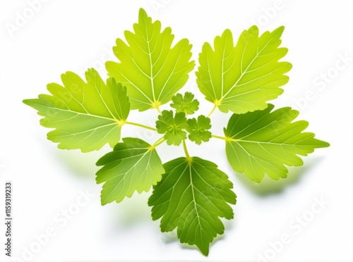 Fresh green ladys mantle - alchemilla mollis of a medicinal plant showcasing vibrant shapes and textures under soft light photo