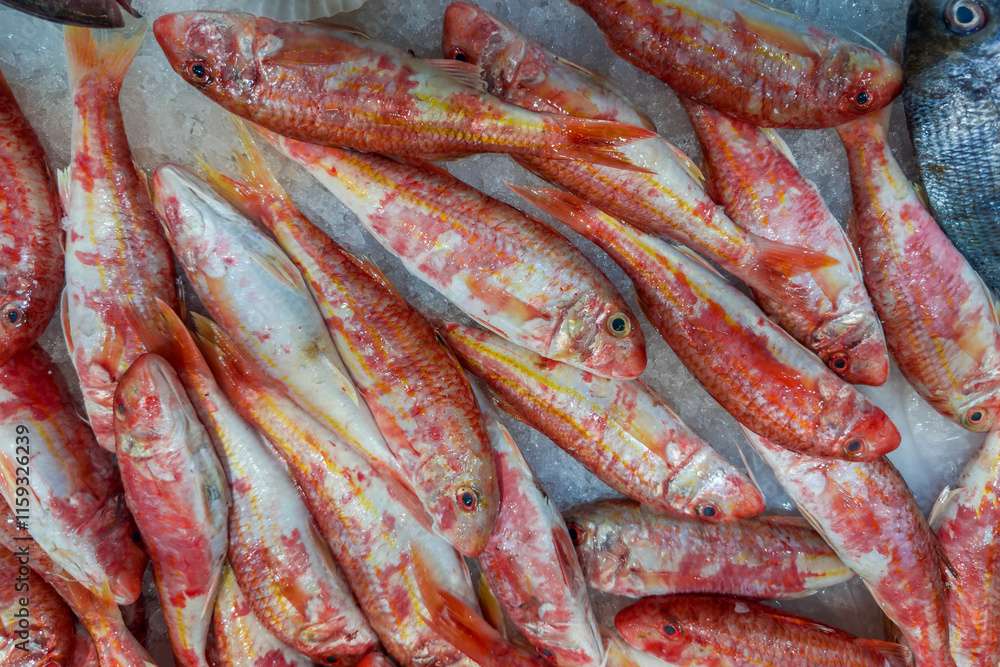 Fresh raw red mullet fishes on ice at fish market Fresh raw red mullet fishes on ice at fish market