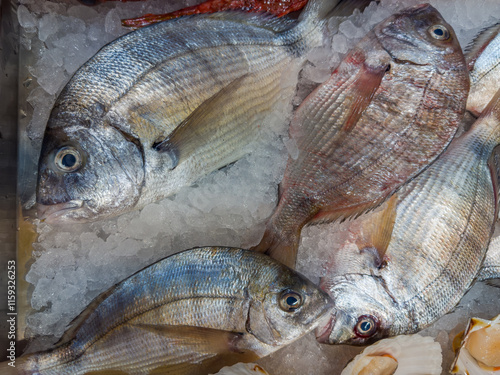 Fresh raw porgy fishes on ice at fish market photo