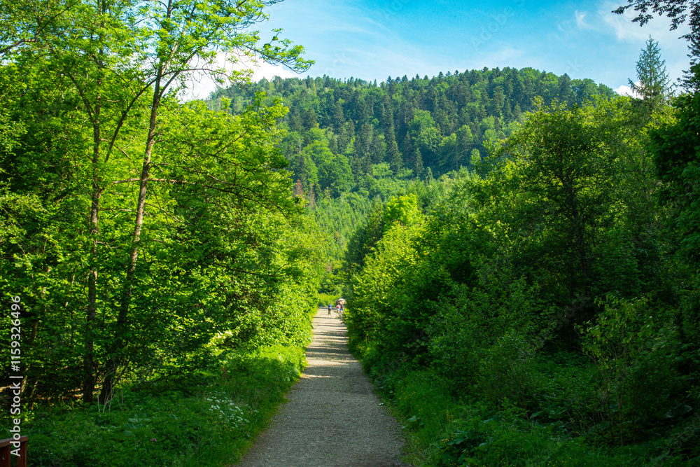 Bieszczady góra góry połoniny las drzewa dolina niebo chmury wiosna lato