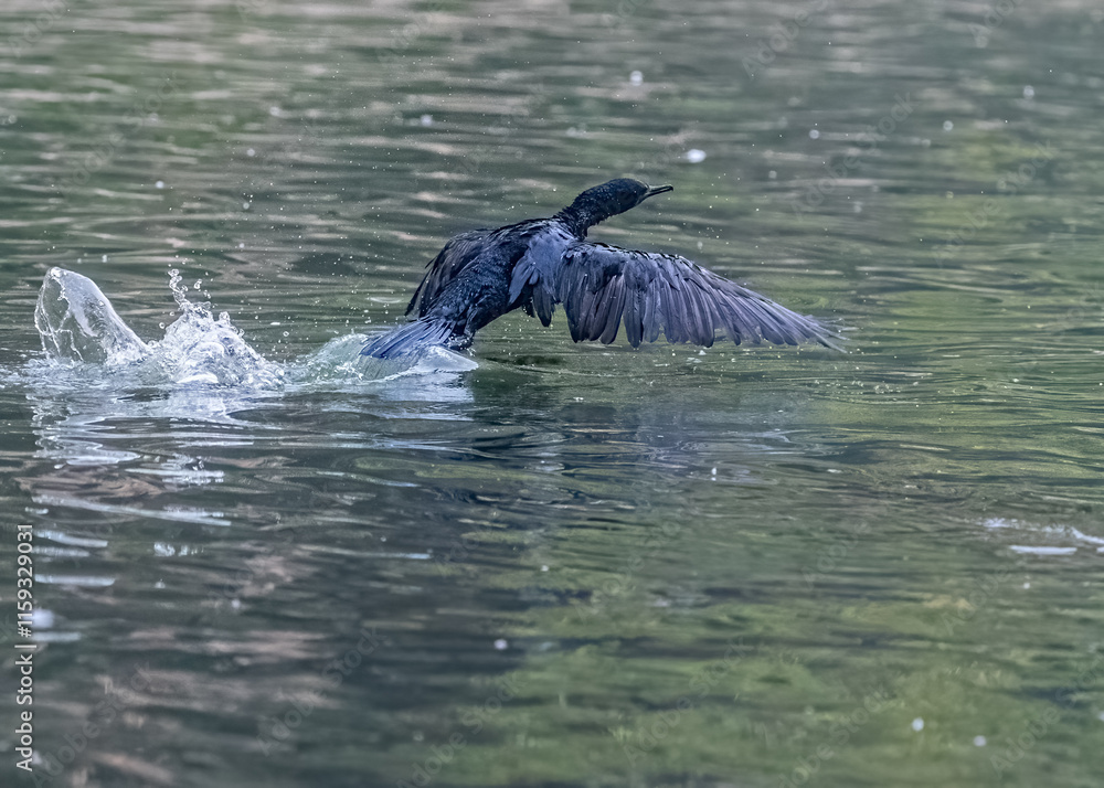 Obraz premium A Cormorant