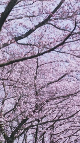 桜並木　見上げると満開の桜 縦動画