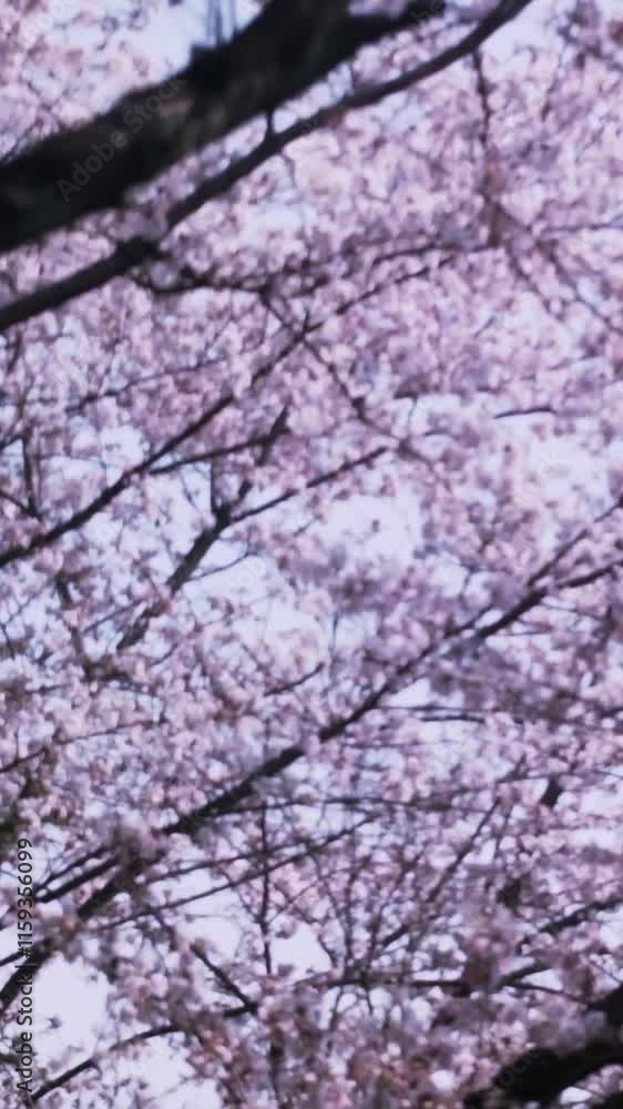 桜並木 見上げると満開の桜 縦動画 桜並木 見上げると満開の桜 縦動画
