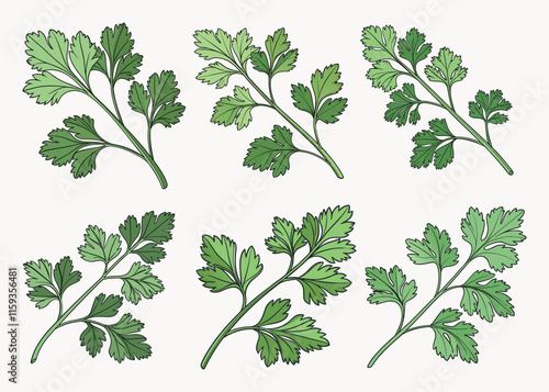 Fresh Cilantro Vector sat illustration isolated on white background.