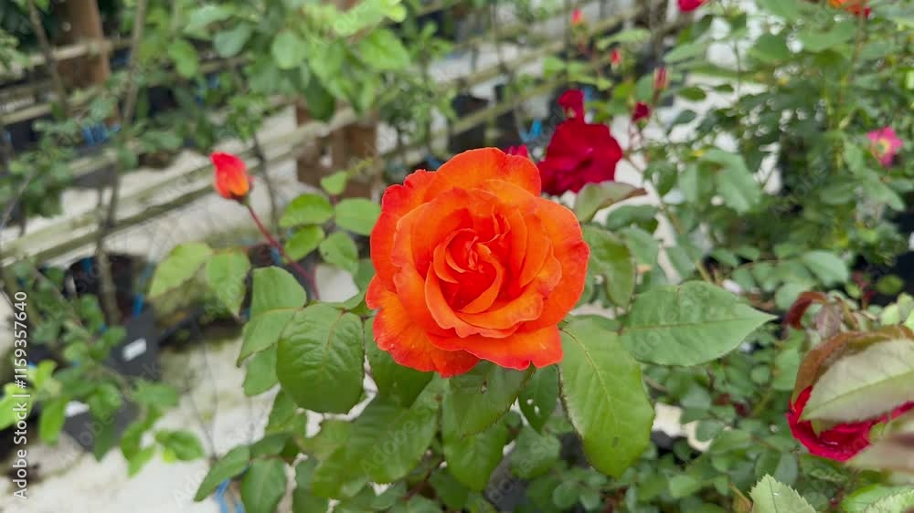 A striking orange rose in full bloom, surrounded by vibrant green leaves and other roses in a garden A striking orange rose in full bloom, surrounded by vibrant green leaves and other roses in a garden