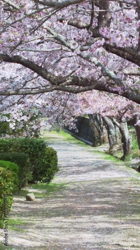 満開の桜と美しく舞う桜吹雪 縦動画