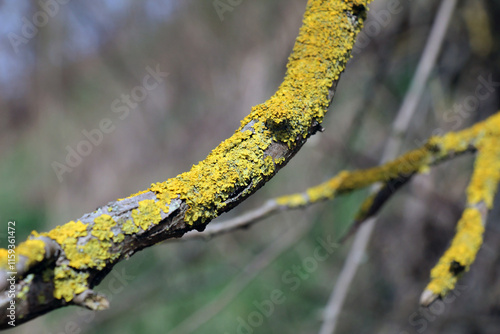 Photos The lichen Xanthoria parietina grows on the bark of a tree.