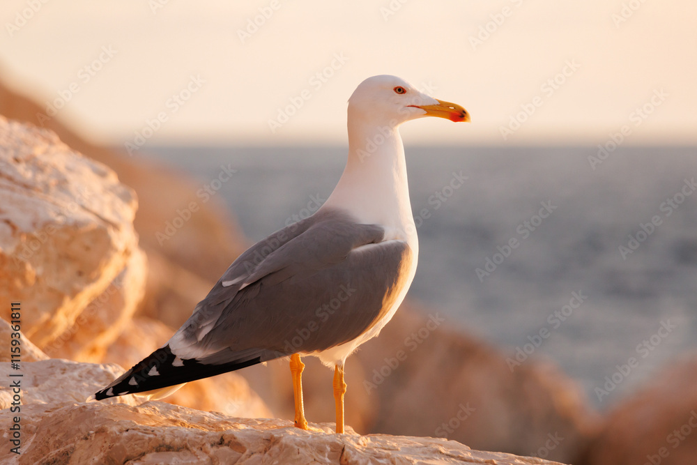 Fototapeta premium Gaviota patiamarilla Larus michahellis posada en roca del peñon de Ifach de Calpe, España