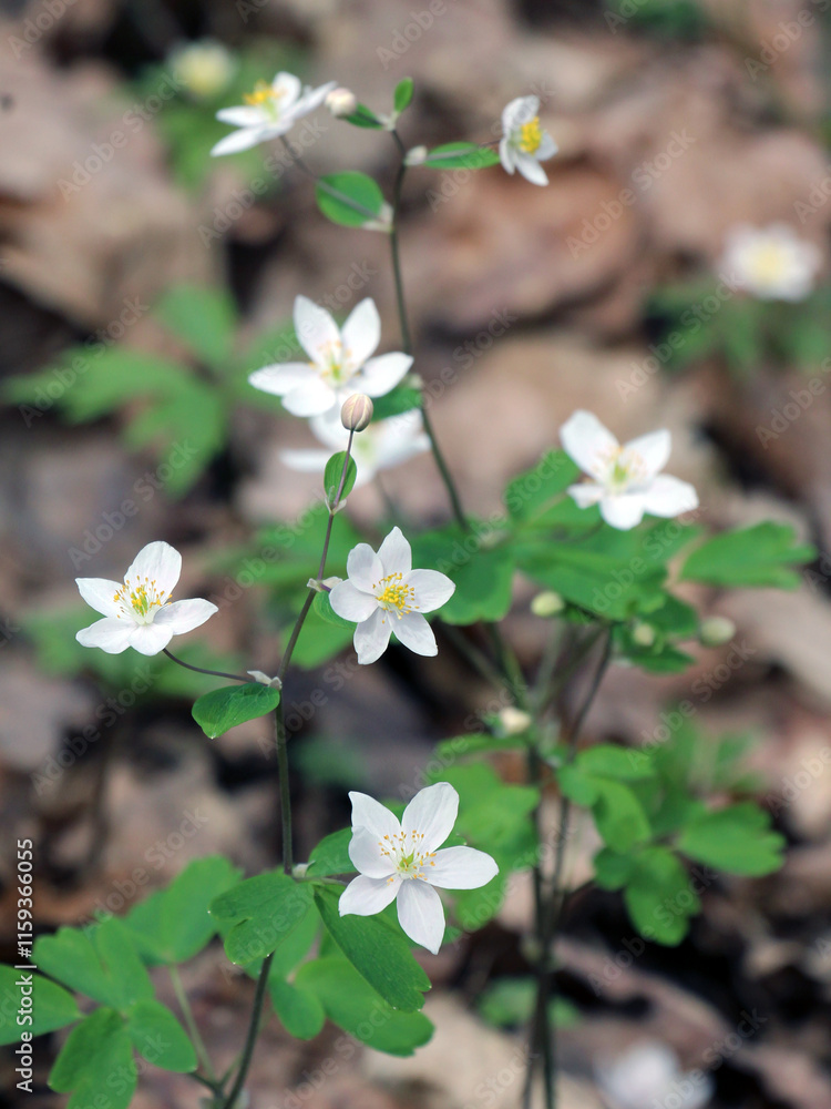 Isopyrum thalictroides blooms in the wild in the forest Isopyrum thalictroides blooms in the wild in the forest