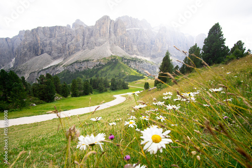 Sonnenuntergang am Grödner Joch mit Blick auf die Dolomiten Gipfel und Blumen im Vordergrund.  photo