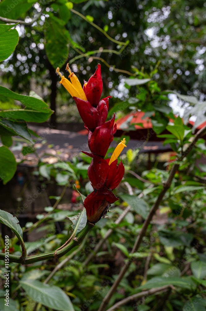Vibrant red and yellow tropical flower blossoms in lush green foliage. Vibrant red and yellow tropical flower blossoms in lush green foliage.