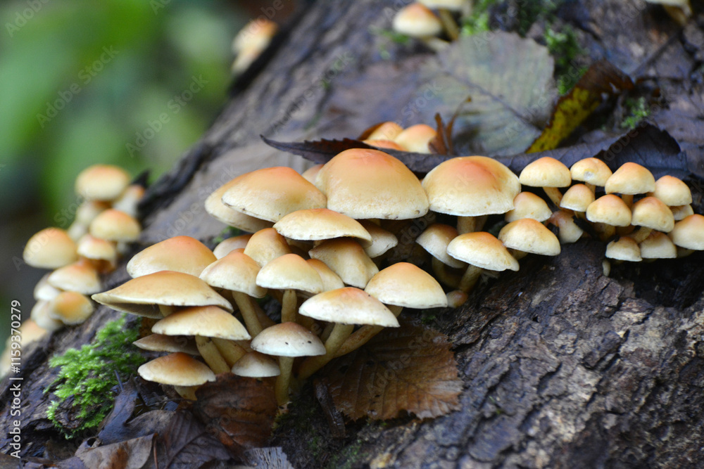 A colony of poisonous and inedible mushrooms, false honey agarics Hypholoma fasciculare, grows in nature A colony of poisonous and inedible mushrooms, false honey agarics Hypholoma fasciculare, grows in nature