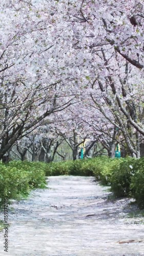 満開の桜と美しく舞う桜吹雪 縦動画