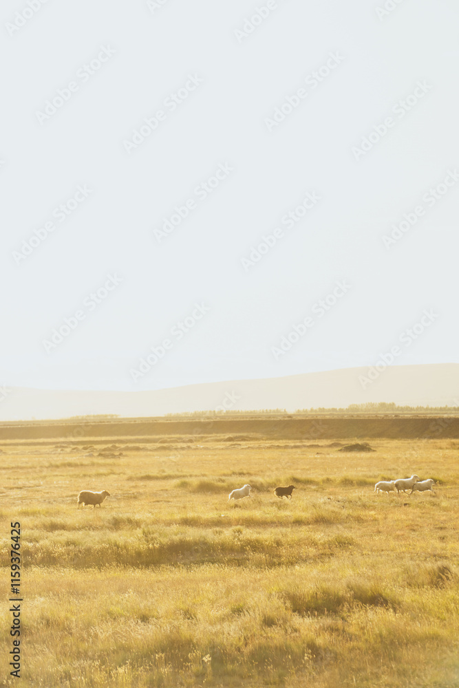 Fototapeta premium Midnight sun in iceland at golden fields wih sheeps