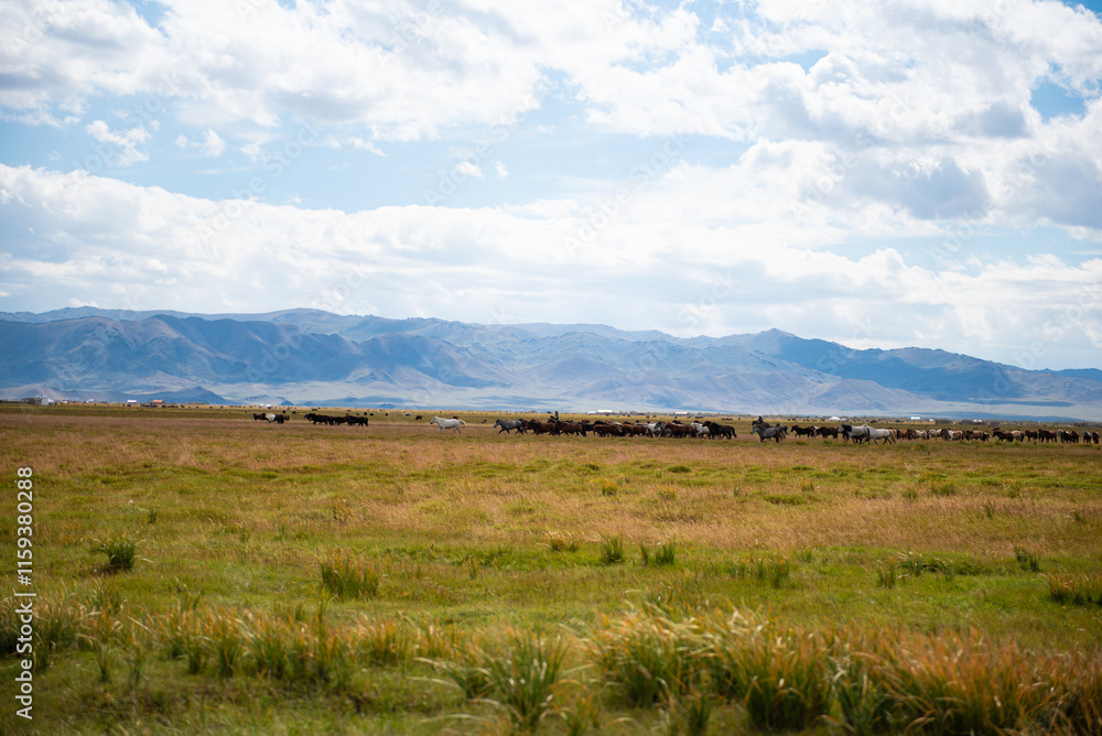 Mongolian horses grazing at the summer pasture Mongolian horses grazing at the summer pasture