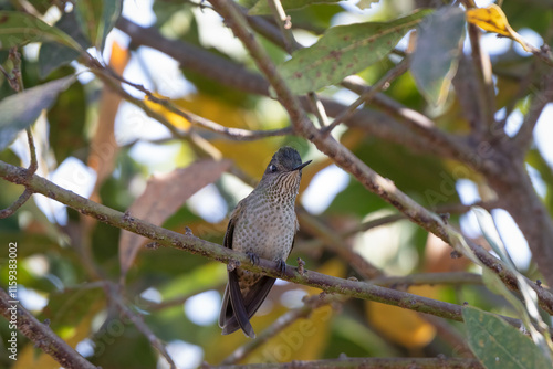 Colibrí pequeño escondido en medio de las hojas de un laurel photo