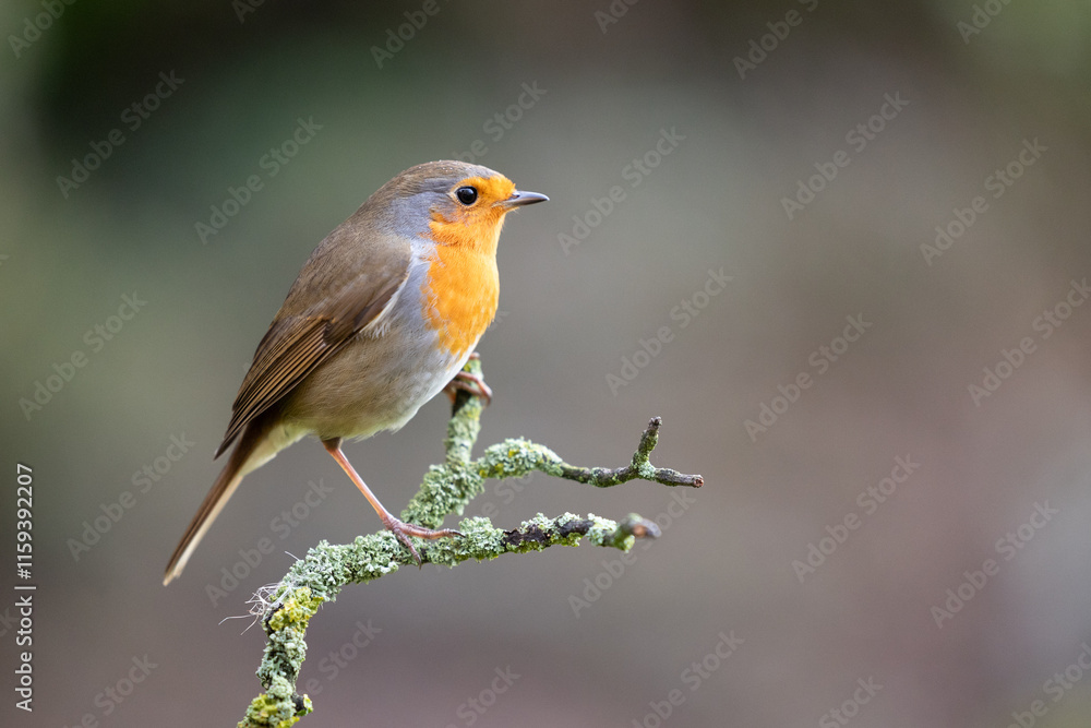 Robin close up (Erithacus rubecula) perched on a branch in Winter, with a natural green and brown background. Yorkshire, UK Robin close up (Erithacus rubecula) perched on a branch in Winter, with a natural green and brown background. Yorkshire, UK