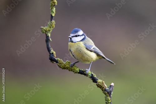 Close up of a beautiful Blue Tit (Cyanistes caeruleus) perched on a branch in Winter. Yorkshire, UK 