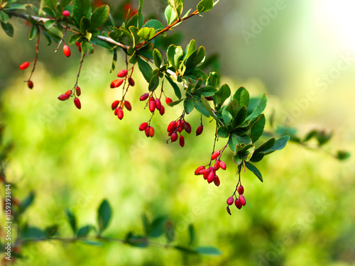 closeup of barberry shrub photo