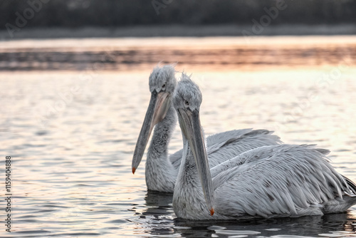 Close up portrait of a Dalmatian pelican or Pelecanus crispus during migratory season on the Kerkini lake National Park, Greece photo