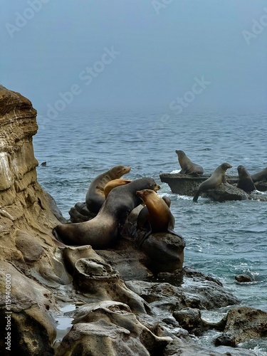 sea lions on the beach