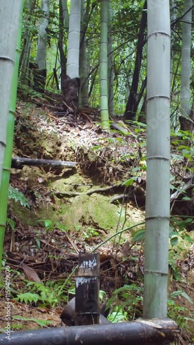 Wallpaper Mural 竹林　日光が薄暗い周辺を明るく照らす　木漏れ日 縦動画 Torontodigital.ca