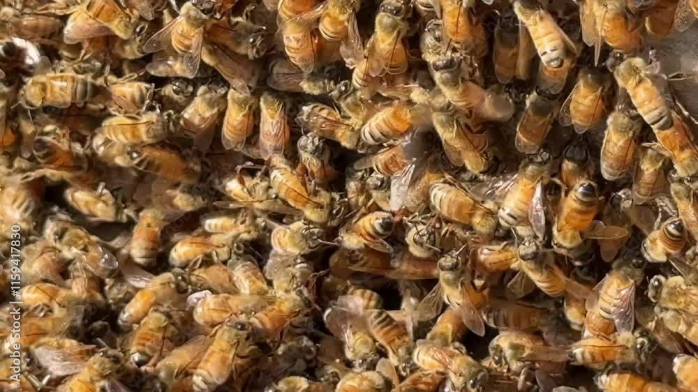 Honeybees sits on honeycomb in a apiculture farm Honeybees sits on honeycomb in a apiculture farm